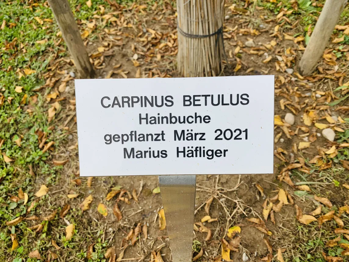 Carpinus Bertulus